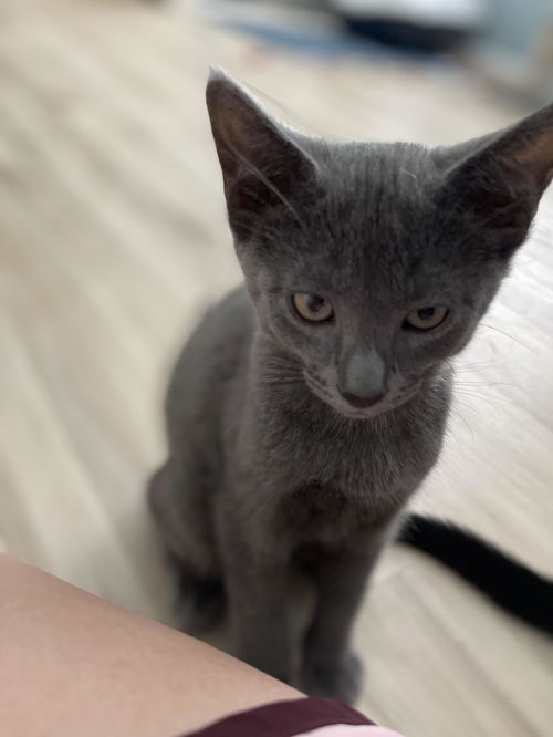 Mochi