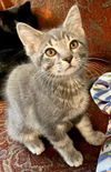 Pewter