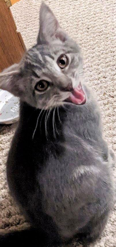Pewter