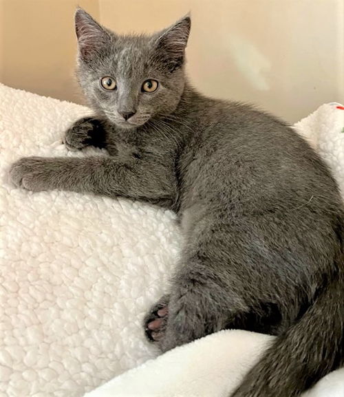 Nimbus - FIV+