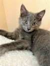Nimbus - FIV+
