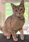 Mitzi - FIV+