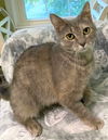 Mitzi - FIV+