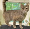 Mitzi - FIV+