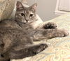 Mitzi - FIV+
