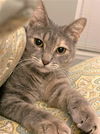Mitzi - FIV+