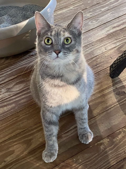 Mitzi - FIV+