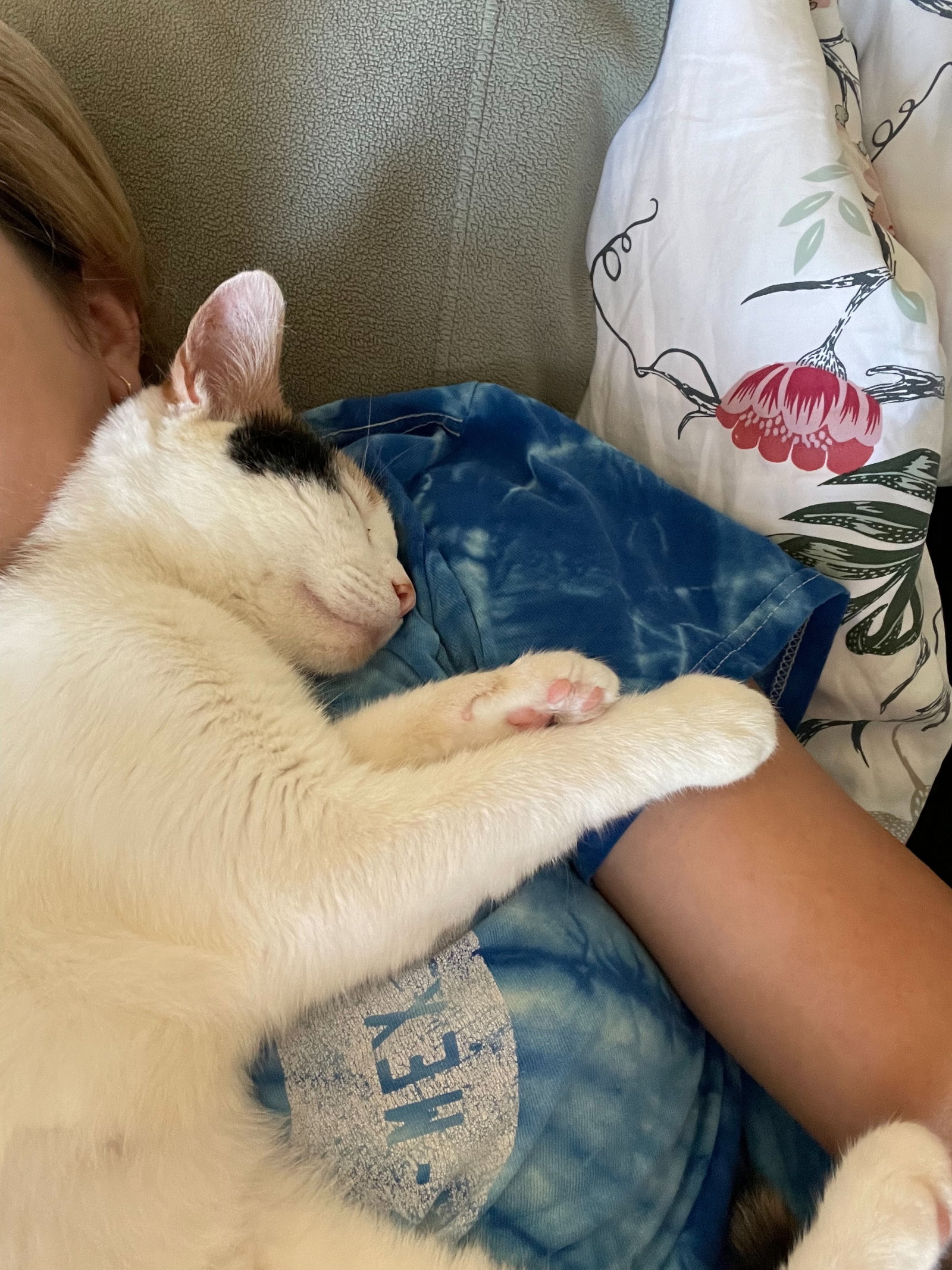 Cats for Adoption in Shannondale, West Virginia Alpha Paw
