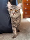 Gibbs