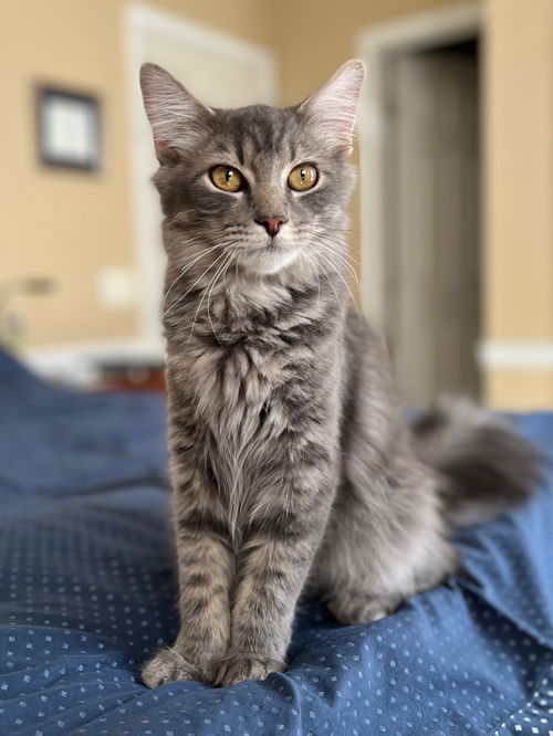 Gibbs