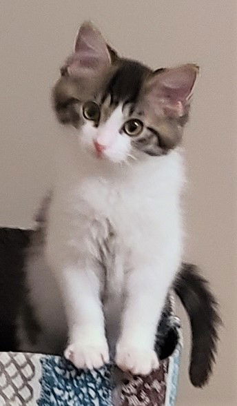Logan