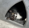 Pepito