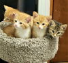 Skittles