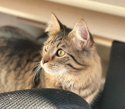 Millie
