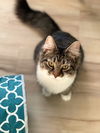 Mollie