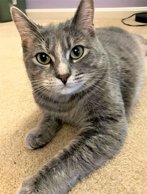 Lulu