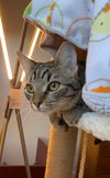 Penelope