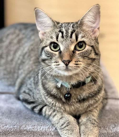 Penelope