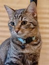Penelope