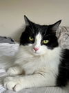 LuLu Tuxedo