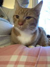 Clyde