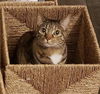 Pip
