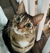 Pip