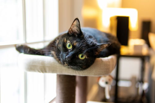 Cleo