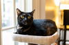 Cleo