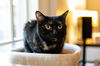 Cleo