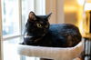 Cleo