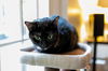 Cleo