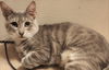 McDuff