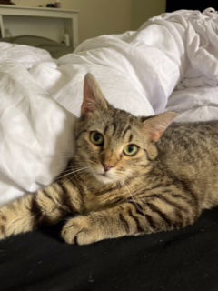 Nutmeg