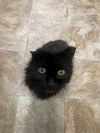 Pebbles