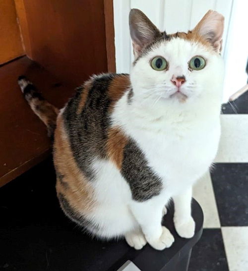 Bonnie