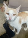 Colby Jack FIV+