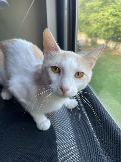 Colby Jack FIV+