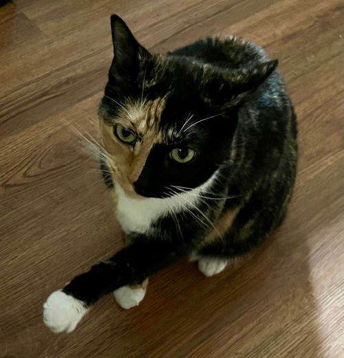 Snickers