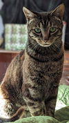 Miss Kitty
