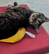 Miss Kitty