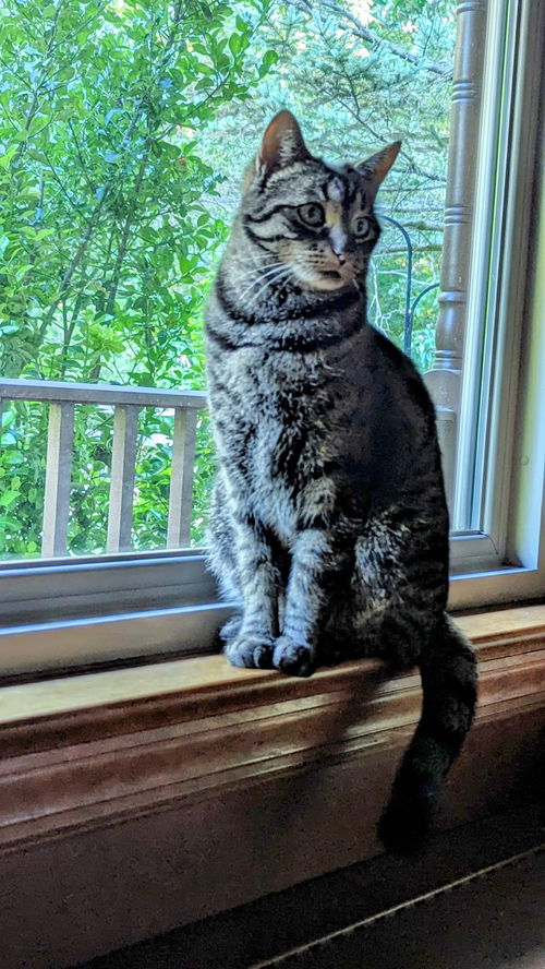 Miss Kitty