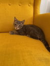 Cheddar