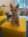 Cheddar