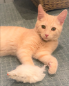 Cheddar