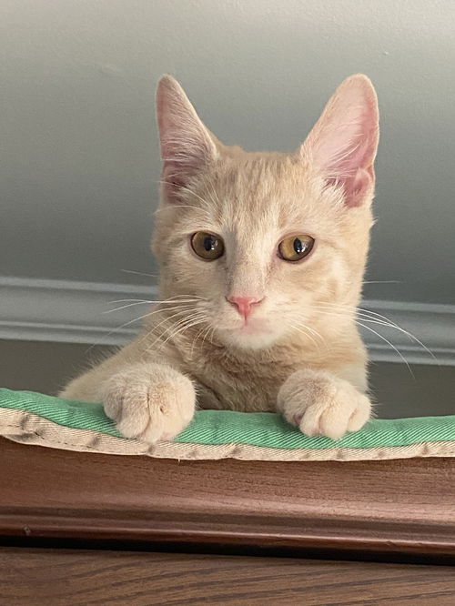 Cheddar