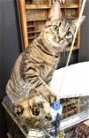adoptable Cat in reston, VA named Thistle
