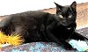 adoptable Cat in reston, VA named Triton Too
