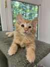 Meowy Shelley