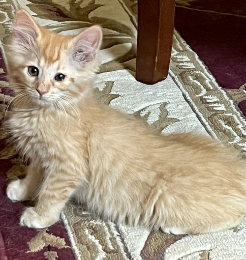 Meowy Shelley